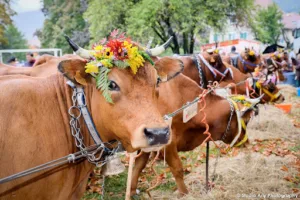 Ugine Animation – Organisateur de fêtes à Ugine