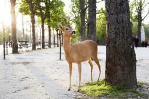 Un brin de campagne à Lyon