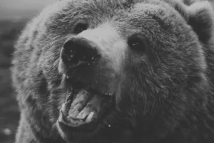 Grizzli – Agence Communication & Design à Paris